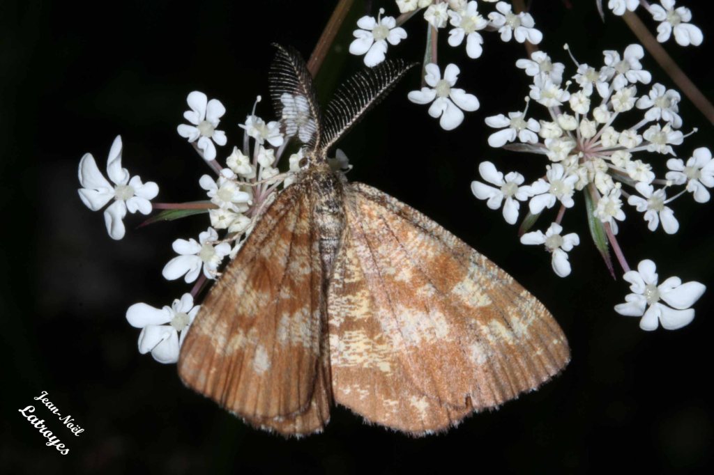 Ematurga atomaria (Linnaeus, 1758) - Filain (Haute-Saône) - Mai 2022 - Photographie Jean-Noël Latroyes - www.filain-nature.fr