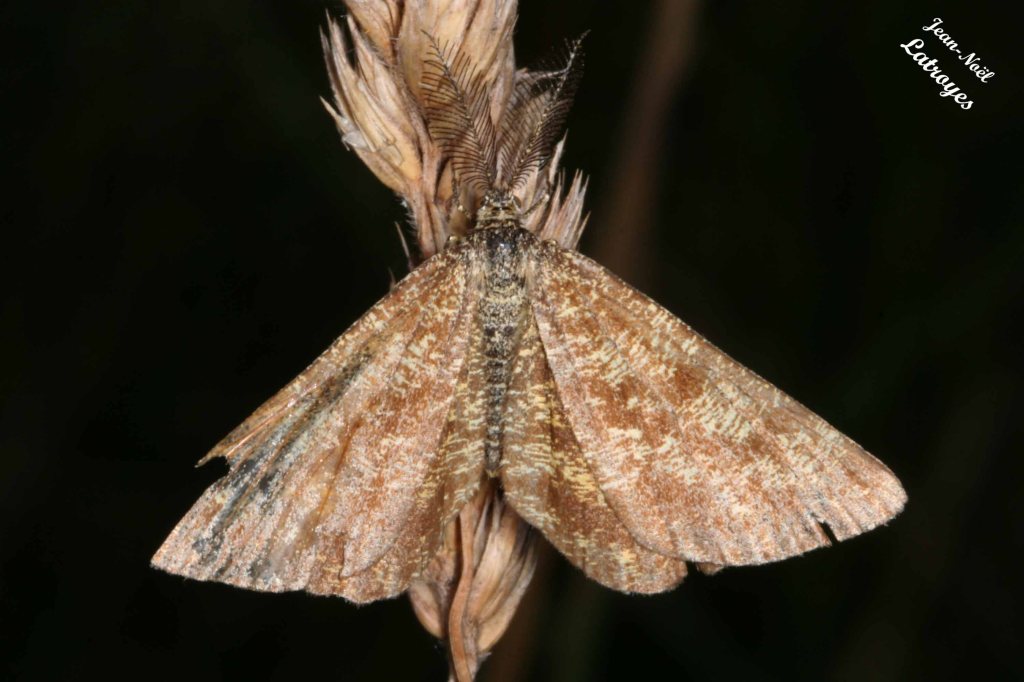 Ematurga atomaria (Linnaeus, 1758) - Filain (Haute-Saône) - Mai 2022 - Photographie Jean-Noël Latroyes - www.filain-nature.fr