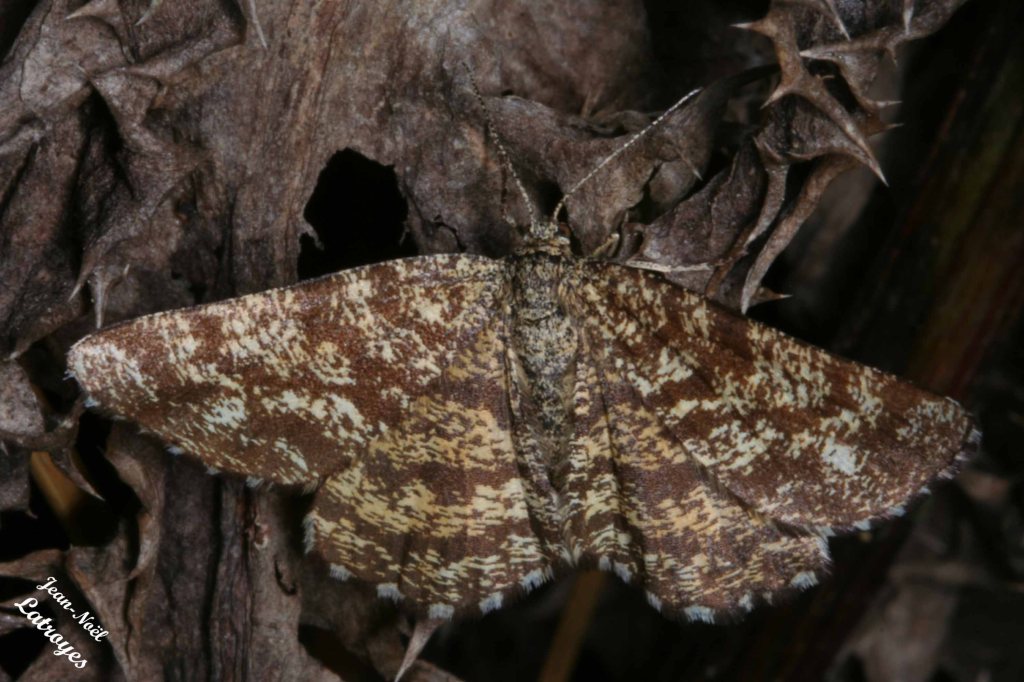 Ematurga atomaria (Linnaeus, 1758) - Filain (Haute-Saône) - Mai 2022 - Photographie Jean-Noël Latroyes - www.filain-nature.fr
