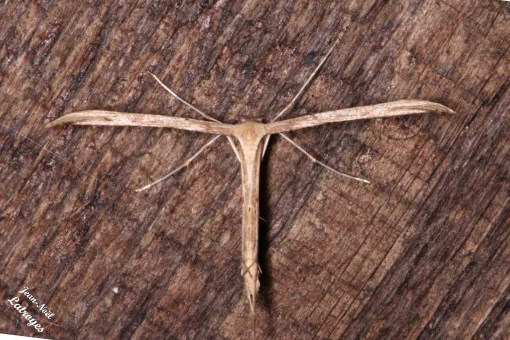 Emmelina monodactyla - Filain - 23 juillet 2007 vers 23 h 30 - Photographie Jean-Noël Latroyes - www.filain-nature.fr