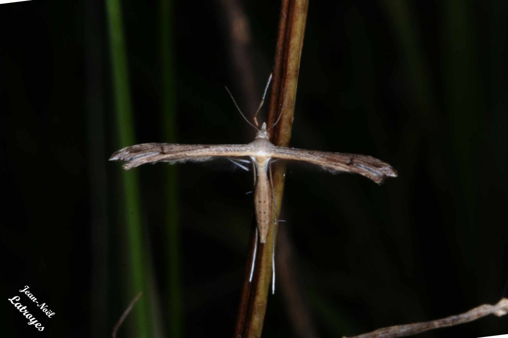 Emmelina monodactyla - Filain - 6 août 2007 vers 14 h00 - Photographie Jean-Noël Latroyes - www.filain-nature.fr
