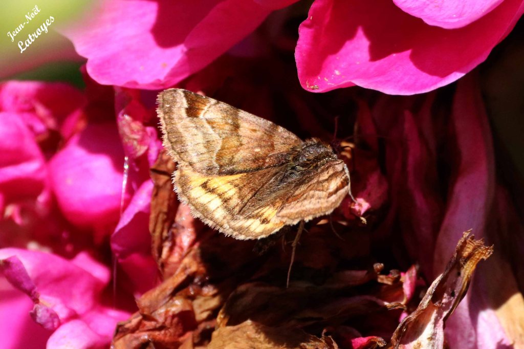 La Doublure jaune sur "désespoir du peintre" - Euclidia glyphica - Filain (Haute-Saône) - 09 Mai 2022, vers 10 h 30 - Photographie Jean-Noël Latroyes - www.filain-nature.fr