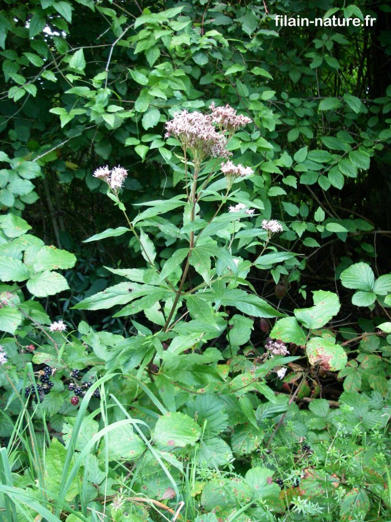 Eupatoire à feuilles de chanvre - Eupatorium cannabinum - Filain (Haute-Saône) - Hauteur : 1.20 m - Photographie Jean-Noël Latroyes - www.filain-nature.fr
