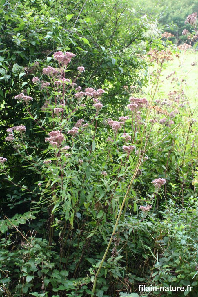 Eupatoire à feuilles de chanvre - Eupatorium cannabinum - Filain (Haute-Saône) - Hauteur : 1.20 m - Photographie Jean-Noël Latroyes - www.filain-nature.fr