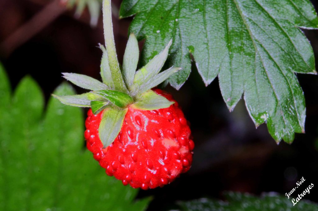 Fraise des bois - Fragaria vesca Linné - Filain (Haute-Saône) 31 mai 2022 - Photographie Jean-Noël Latroyes - www.filain-nature.fr