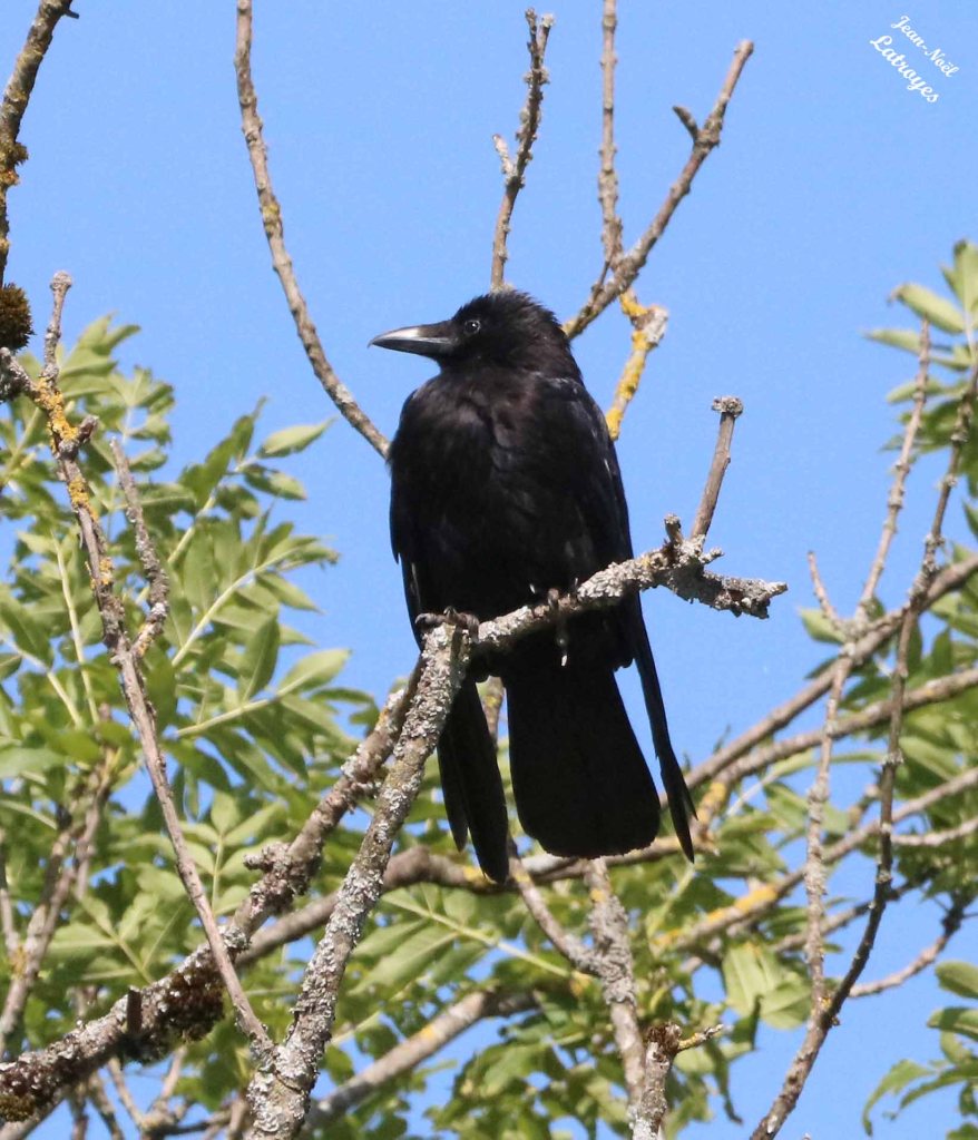 Perché sur le grand frêne, à l’entrée du village, Maître Corbeau regarde défiler les véhicules sur la route en contrebas. Filain (Haute-Saône)
– Photographie Jean-Noël Latroyes – 11 Juin 2022 - www.filain-nature.fr
