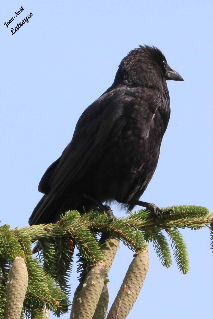 Corvus corax - Au sommet d'un épicéa à Filain (Haute-Saône)
 - Photographie Jean-Noël Latroyes - 21 Juin 2022 - www.filain-nature.fr