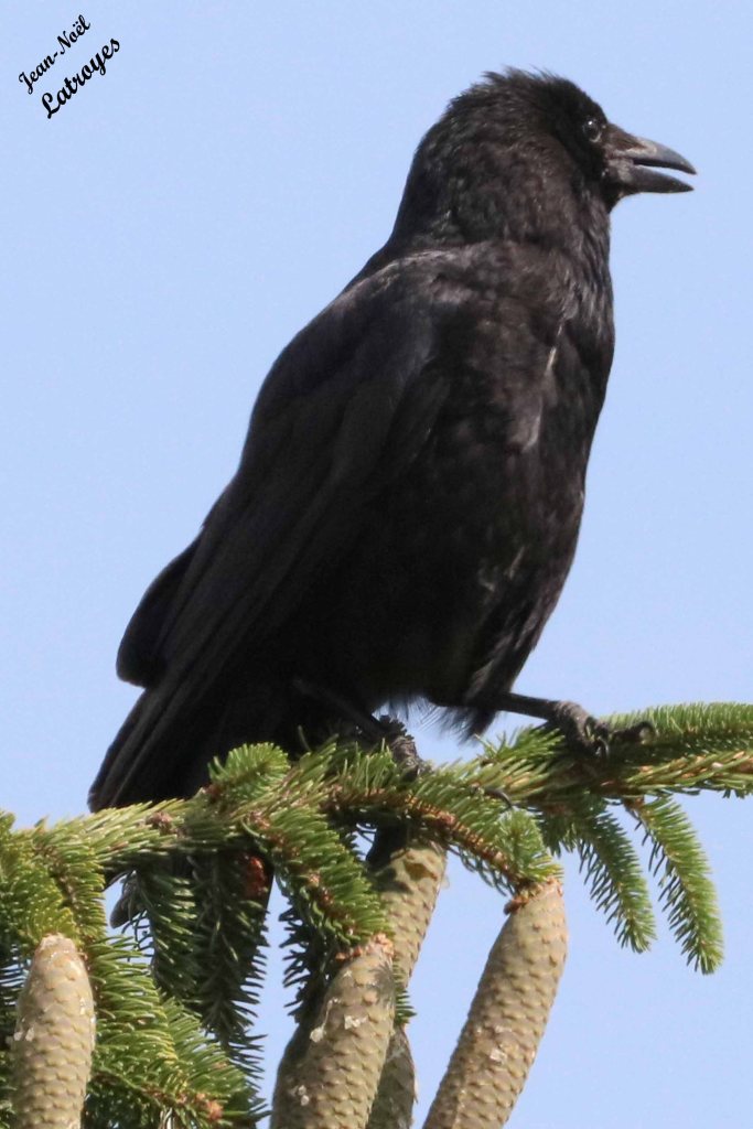 Corvus corax - Au sommet d'un épicéa à Filain (Haute-Saône) - Photographie Jean-Noël Latroyes - 21 Juin 2022 - www.filain-nature.fr