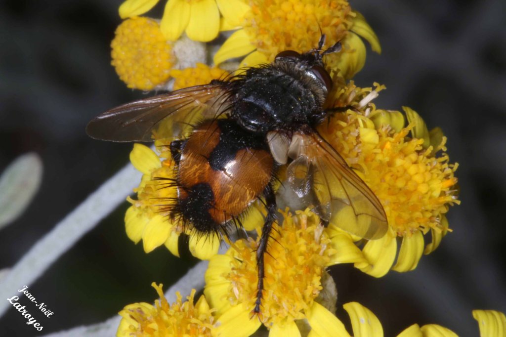 Gymnosome arrondi - Gymnosoma rotundatum - Filain (Haute-Saône) aspirant le nectar d'une Cinéraire le 25 juin 2022 - Photographie Jean-Noël Latroyes - www.filain-nature.fr