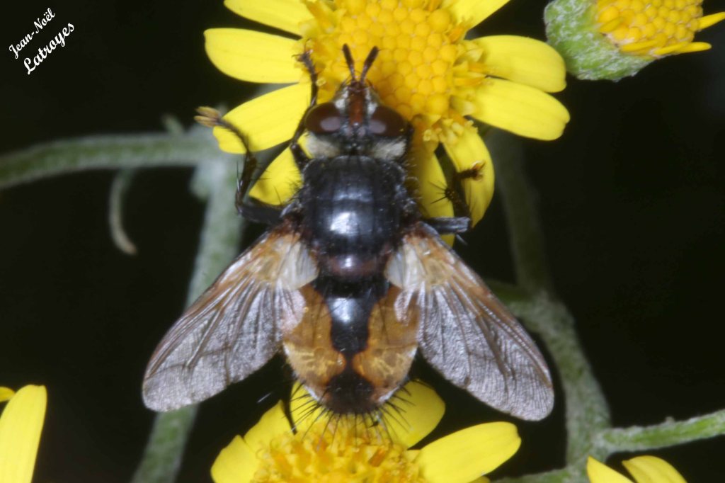 Gymnosome arrondi - Gymnosoma rotundatum - Filain (Haute-Saône) aspirant le nectar d'une Cinéraire le 25 juin 2022 - Photographie Jean-Noël Latroyes 