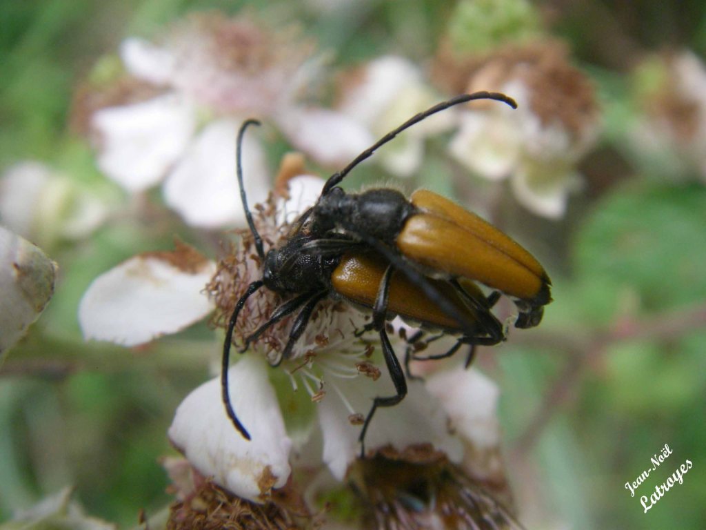 Accouplement de longicornes brun-clair s.p. sur murier - Filain (Haute-Saône) - 01 juin 2022 - Photographie Jean-Noël Latroyes - www.filain-nature.fr