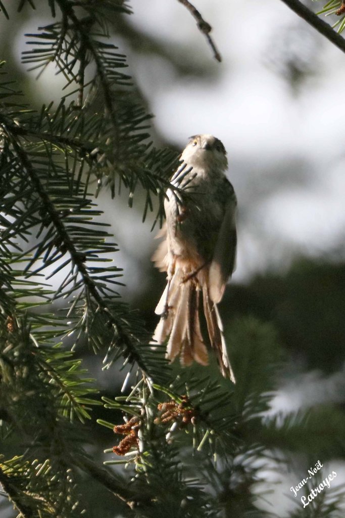 Oiseau à identifier - Dampierre-sur-Linotte (Haute-Saône) - Photographie Jean-Noël Latroyes - www.filain-nature.fr 