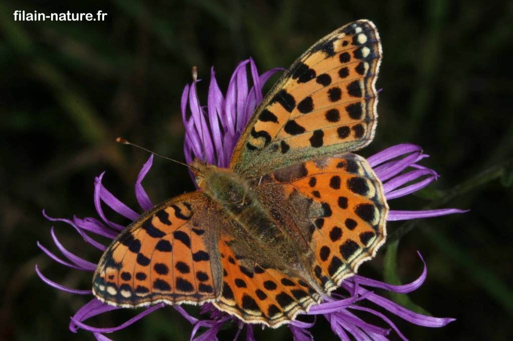 Le petit nacré - Issoria lathonia ailes dépliées sur centaurée - août 2007 - Filain (Haute-Saône) - Photographie Jean-Noel Latroyes - www.filain-nature.fr