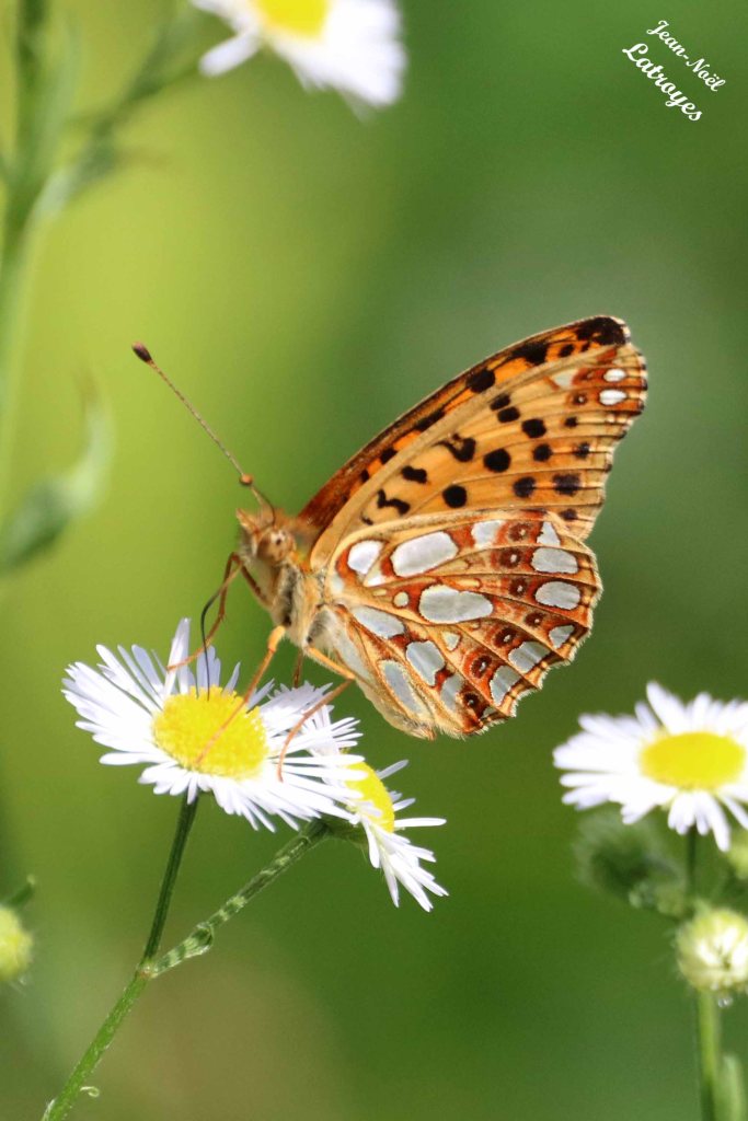 Le petit nacré - Issoria lathonia - sur camomille - 21 juin 2022 - Filain (Haute-Saône) - Photographie Jean-Noel Latroyes - www.filain-nature.fr