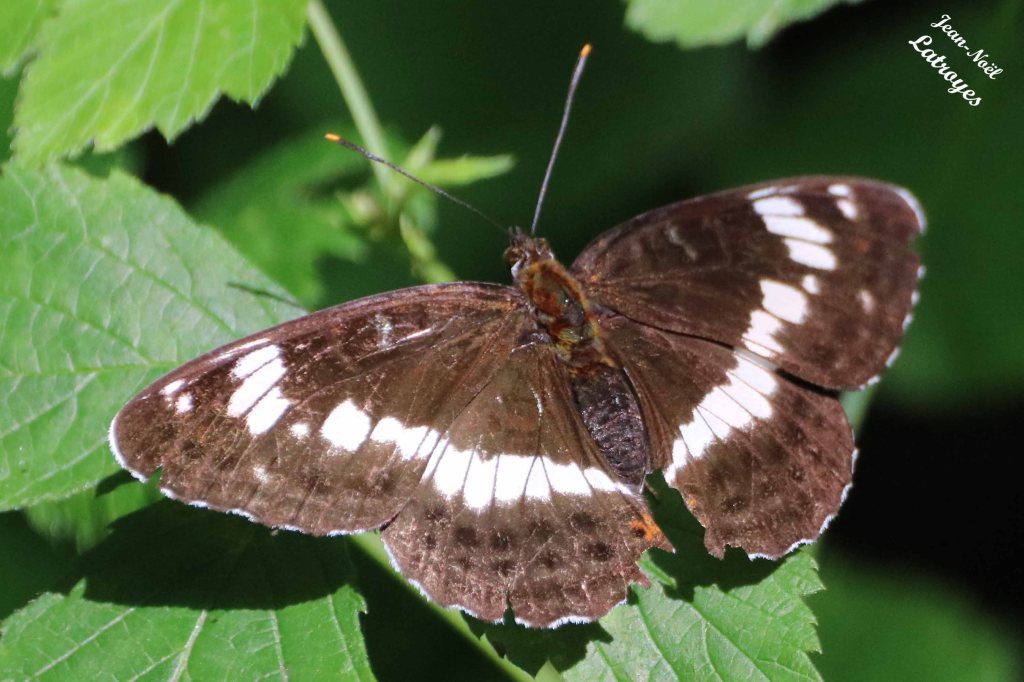 Petit Sylvain - Ladoga (Limenitis) camilla - ailes dépliées, sur ortie - 21 juin 2022 - Filain (Haute-Saône) Photographie Jean-Noël Latroyes - www.filain-nature.fr