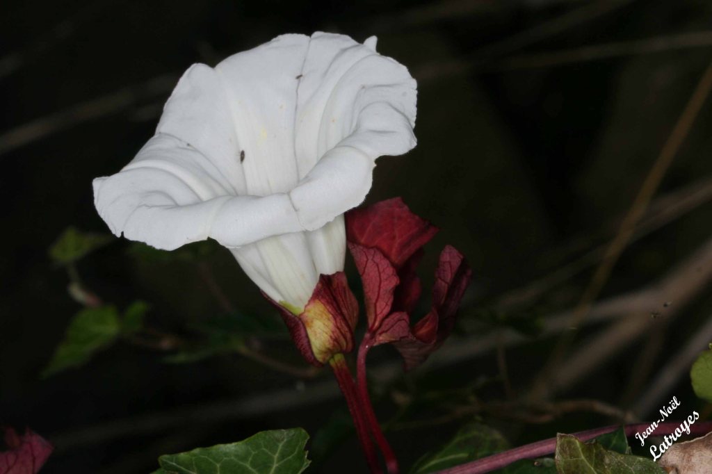 Liseron des champs - Convolvulus arvensis Linné - Filain (Haute-Saône)
 Photographie Jean-Noël Latroyes - www.filain-nature.fr