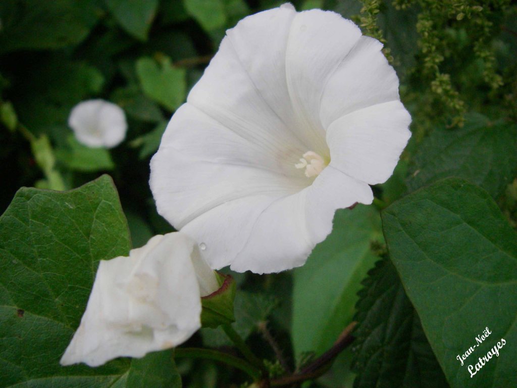 Liseron des champs - Convolvulus arvensis Linné - Filain (Haute-Saône)
 Photographie Jean-Noël Latroyes - www.filain-nature.fr