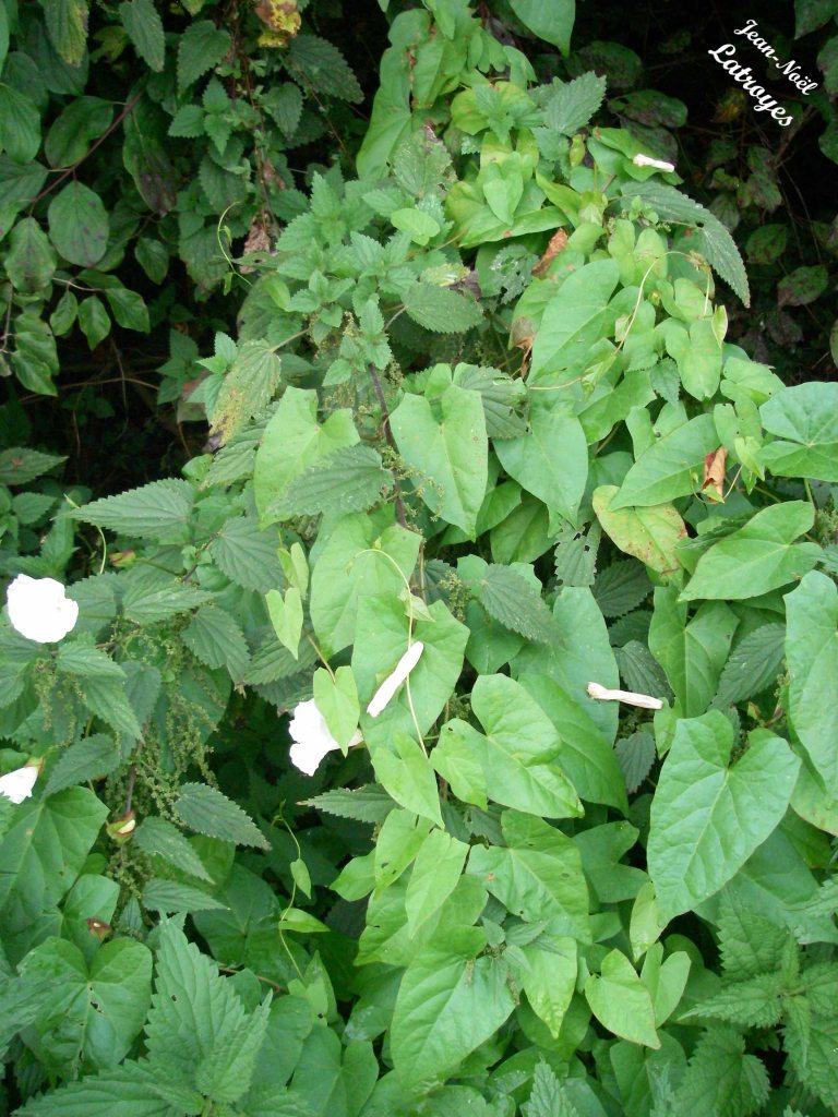Feuillage Liseron des champs - Convolvulus arvensis Linné - Filain (Haute-Saône)
 Photographie Jean-Noël Latroyes - www.filain-nature.fr