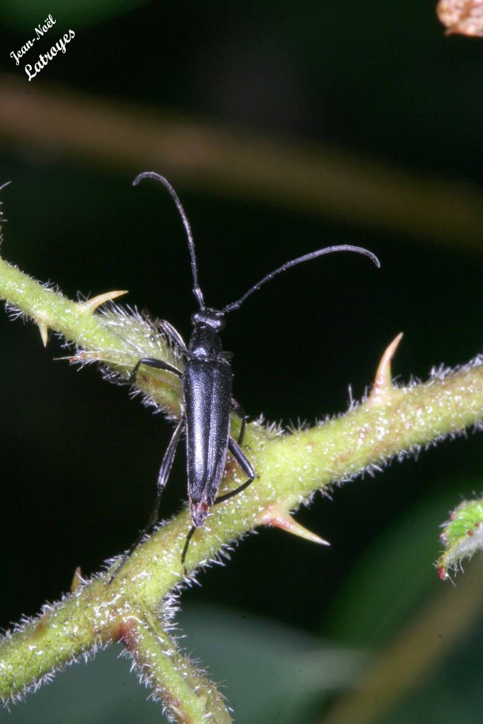 Longicorne non encore identifié. Famille des Cérambycidae – Filain (Haute-Saône) – juillet 2012 – Photographie Jean-Noël Latroyes - www.filain-nature.fr