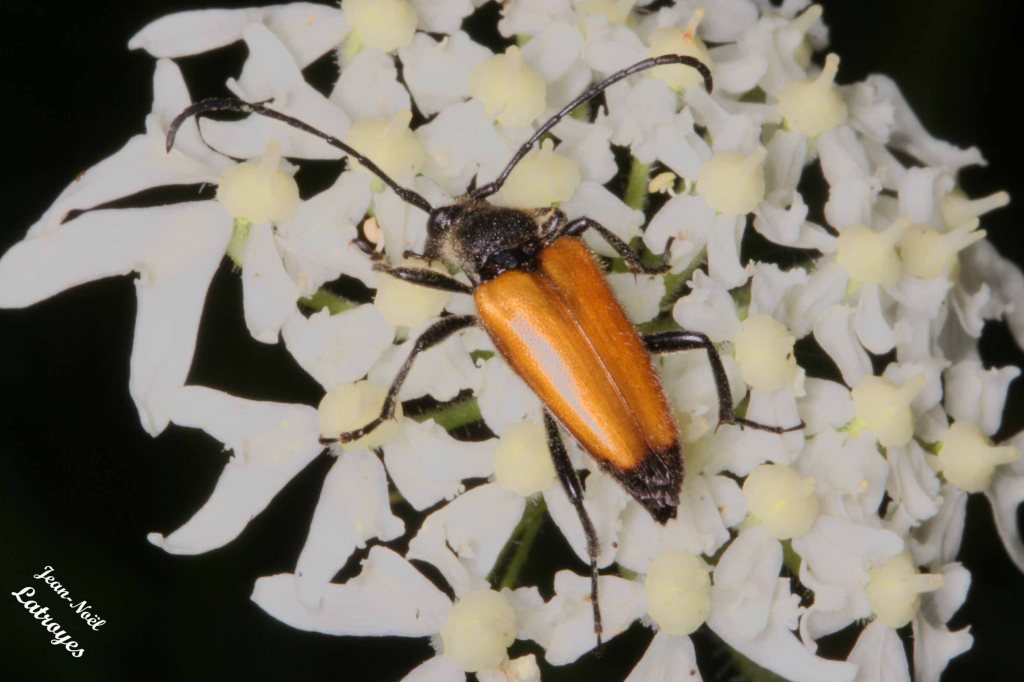 Longicorne #07 s.p. - Famille des Cerambycidae - Filain (Haute-Saône) – Juillet 2019 – Photographie Jean-Noël Latroyes - www.filain-nature.fr
