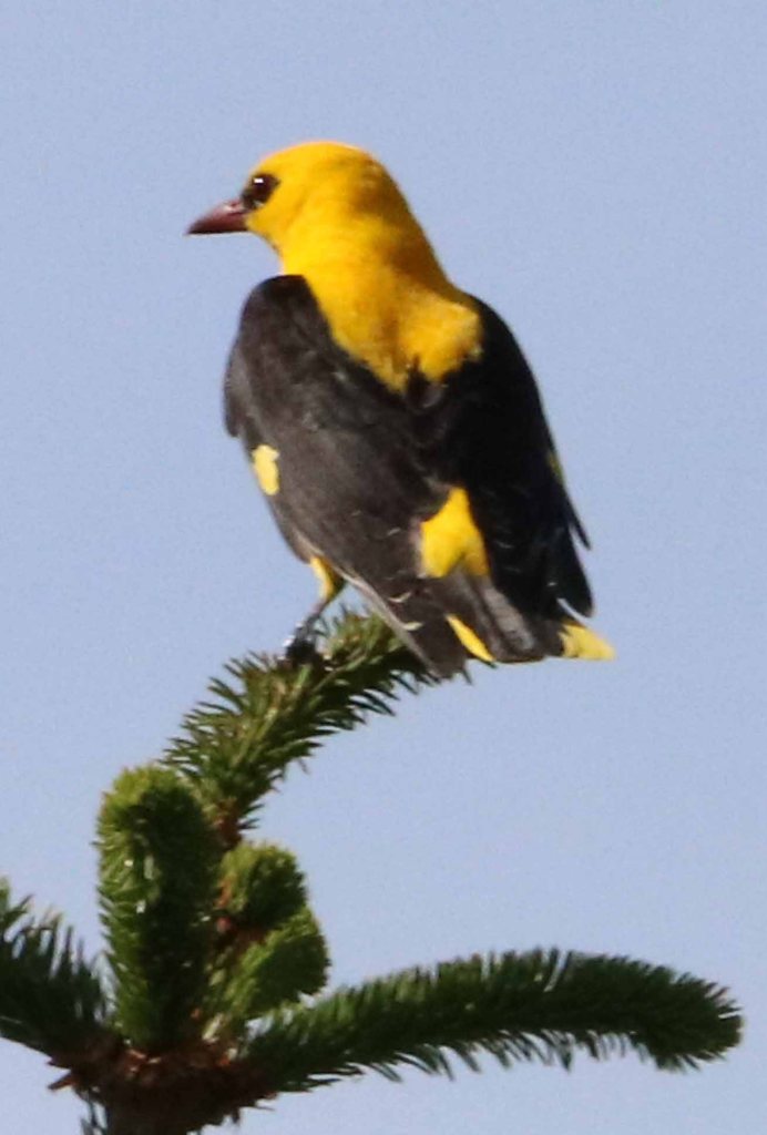 Loriot d'Europe - Oriolus oriolus - (Filain - Haute-Saône) - 02 juin 2022 - Photographie Jean-Noël Latroyes  - www.filain-nature.fr