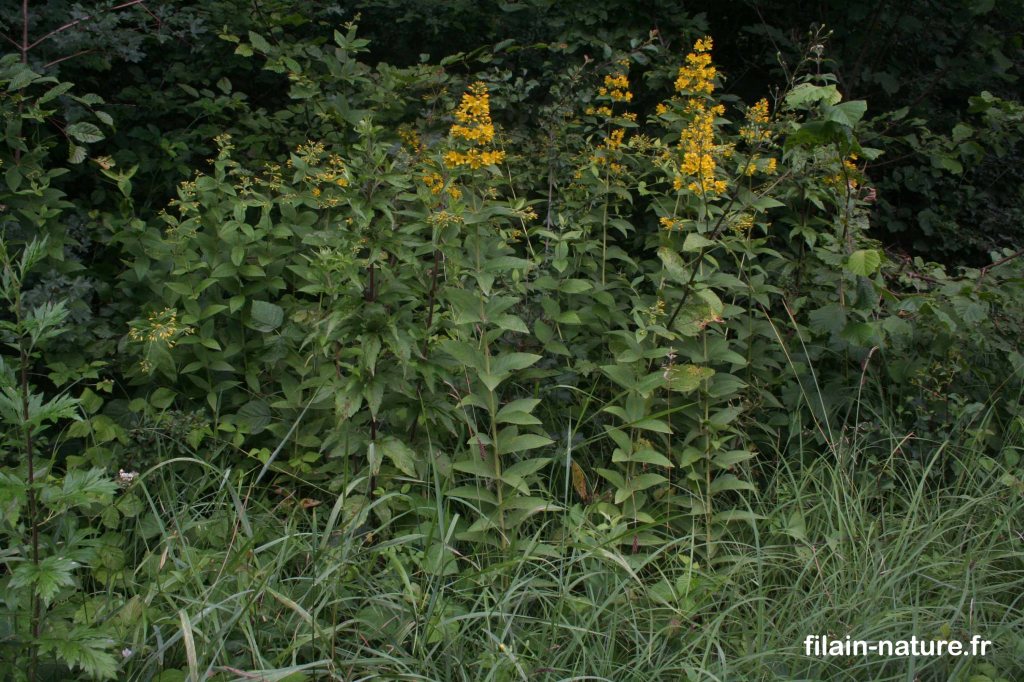 Lysimaque commune - Lysimachia vulgaris - Bois de Filain (Haute-Saône) hauteur 1 mètre environ -  - 26 juin 2022 - Photographie Jean-Noël Latroyes - www.filain-nature.fr