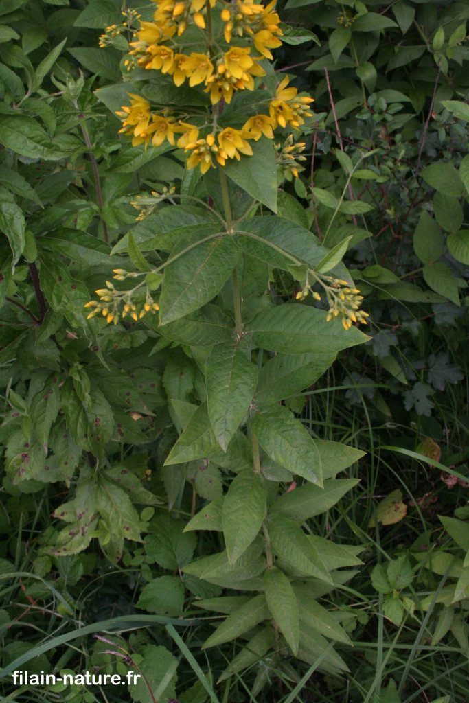 Feuillage de Lysimaque commune - Lysimachia vulgaris - Bois de Filain (Haute-Saône) hauteur 1 mètre environ -  - 26 juin 2022 - Photographie Jean-Noël Latroyes - www.filain-nature.fr