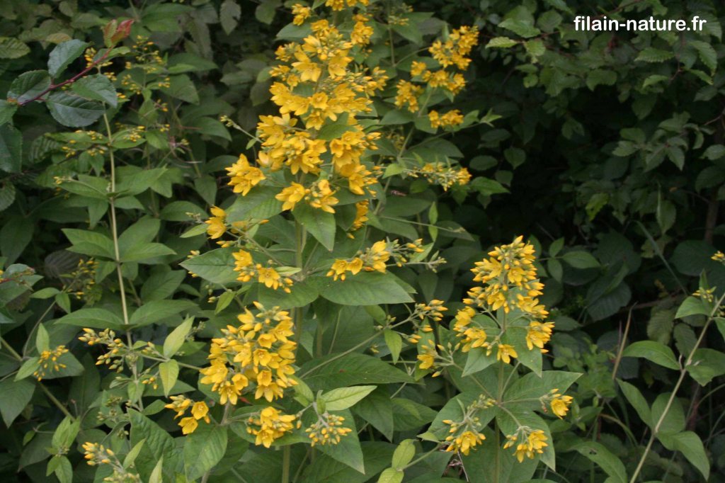 Lysimaque commune - Lysimachia vulgaris - Bois de Filain (Haute-Saône)- 26 juin 2022 - Photographie Jean-Noël Latroyes - www.filain-nature.fr