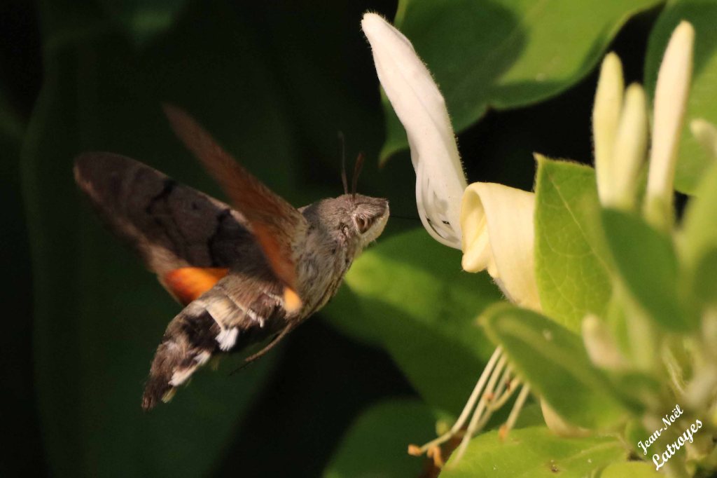 Vol géo-stationnaire de Moro sphinx - Macroglossum stellatarum - Filain (Haute-Saône) - sur Lonicera (Chèvrefeuille) - Photographie Jean-Noël Latroyes - 20 juin 2022