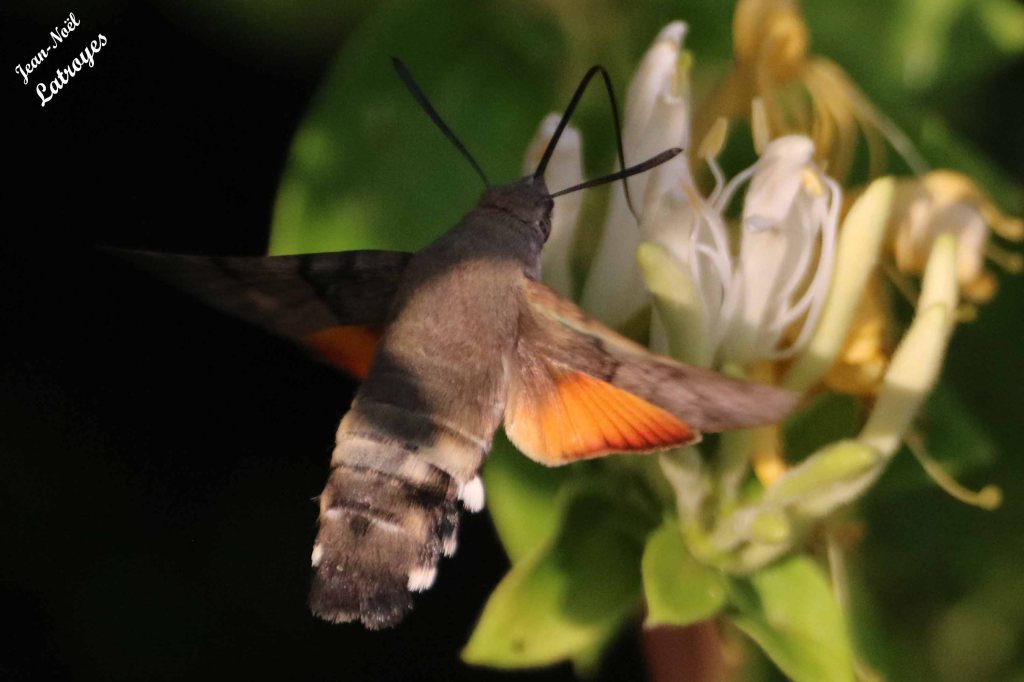 Vol géo-stationnaire de Moro sphinx - Macroglossum stellatarum - Filain (Haute-Saône) - sur Lonicera (Chèvrefeuille) - Photographie Jean-Noël Latroyes - 20 juin 2022 - www.filain-nature.fr