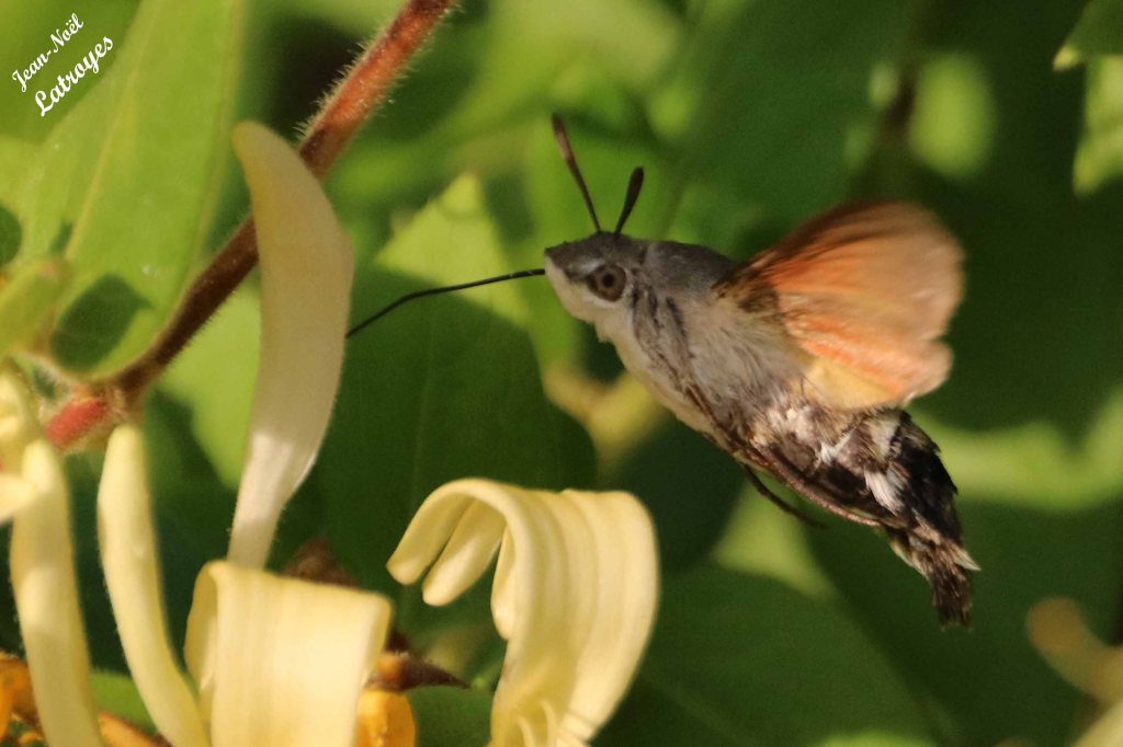 Vol géo-stationnaire de Moro sphinx aspirant le nectar avec sa trompe - Macroglossum stellatarum - Filain (Haute-Saône) - sur Lonicera (Chèvrefeuille) - Photographie Jean-Noël Latroyes - 20 juin 2022 - www.filain-nature.fr