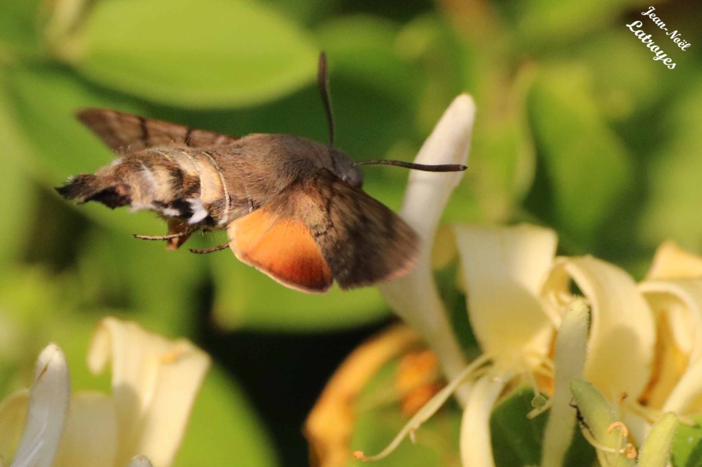 Vol géo-stationnaire de Moro sphinx devant un Lonicera (Chèvrefeuille) - Macroglossum stellatarum - Filain (Haute-Saône) - Photographie Jean-Noël Latroyes - 20 juin 2022 - www.filain-nature.fr