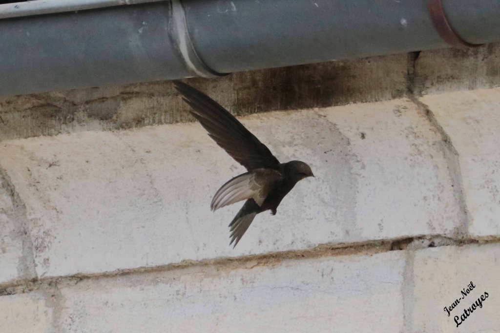 Martinet noir Apus apus - Dampierre sur Linotte Place de l’Église -- Juillet 2022 - Photographie Jean-Noël Latroyes - www.filain-nature.fr