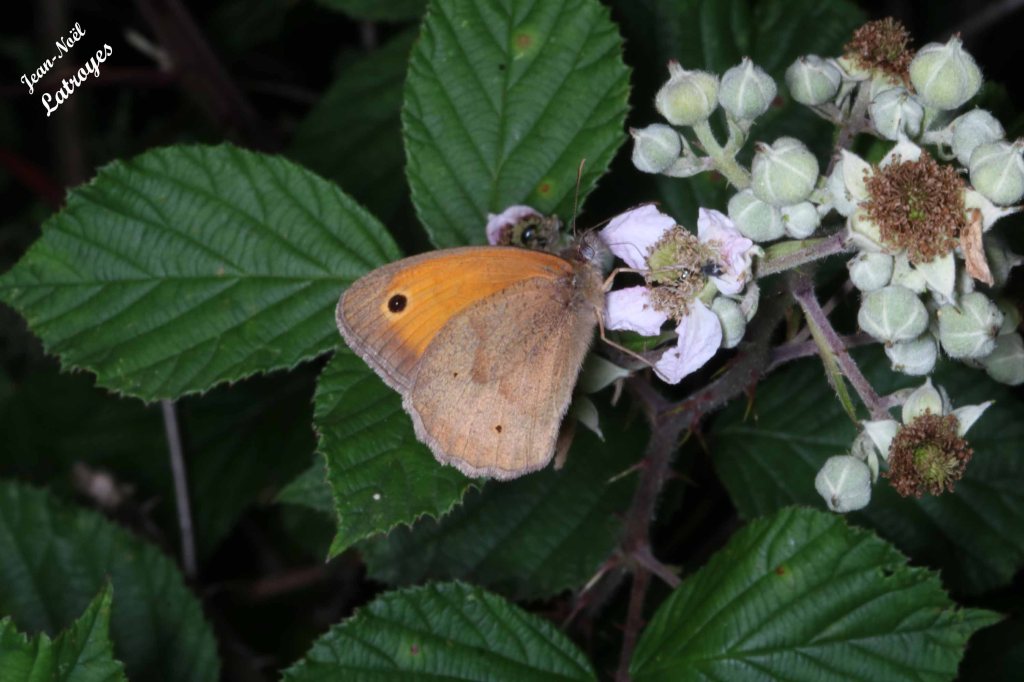 Myrtil - Maniola jurtina  sur Rubus - Filain (Haute-Saône) - 22 juin 2022 
- Photographie Jean-Noël Latroyes - www.filain-nature.fr