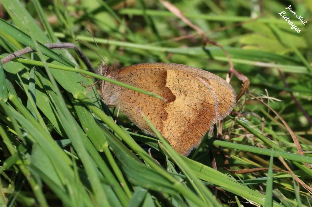 Myrtil femelle, ailes repliées - Maniola jurtina - Filain (Haute-Saône) - 02 Juin 2022 - Photographie Jean-Noël Latroyes - www.filain-nature.fr