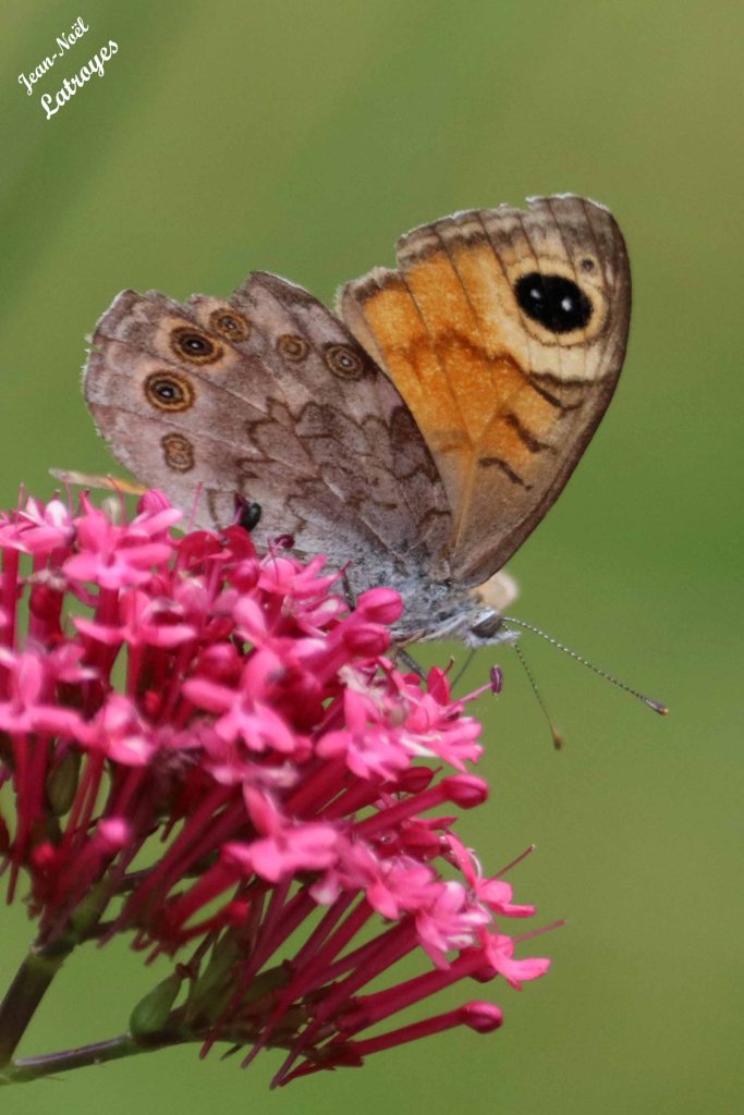 Némusien - Lasiommata maera - Femelle - Filain (Haute-Saône) - 01 juin 2022 - Photographie Jean-Noël Latroyes - www.filain-nature.fr