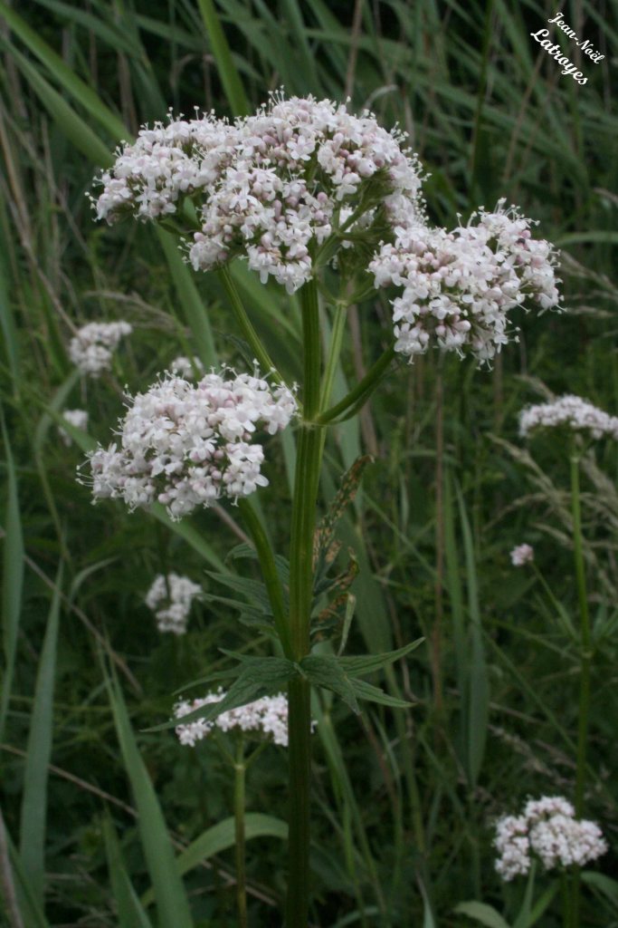 Valériane officinale rampante - Valeriana repens (Host) - Vy-lès-Filain ( Haute-Saône)- hauteur 1.20 m - 01 juin 2022 - Photographie Jean-Noël Latroyes - www.filain-nature.fr