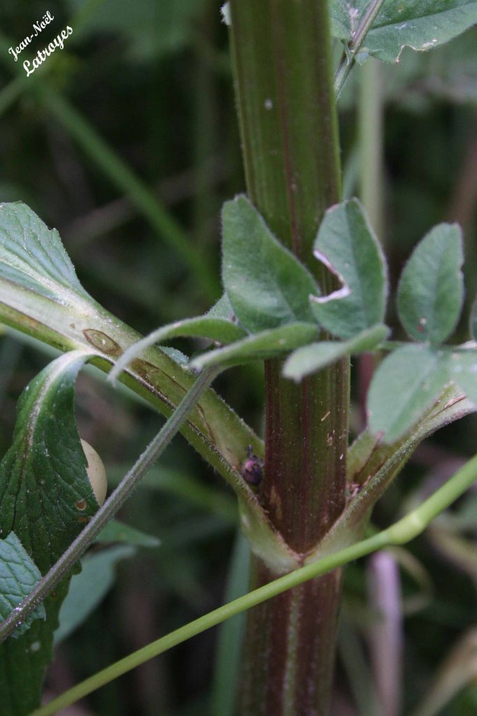 Tige de Valériane officinale rampante - Valeriana repens (Host) - Vy-lès-Filain ( Haute-Saône)- hauteur 1.20 m - 01 juin 2022 - Photographie Jean-Noël Latroyes - www.filain-nature.fr
