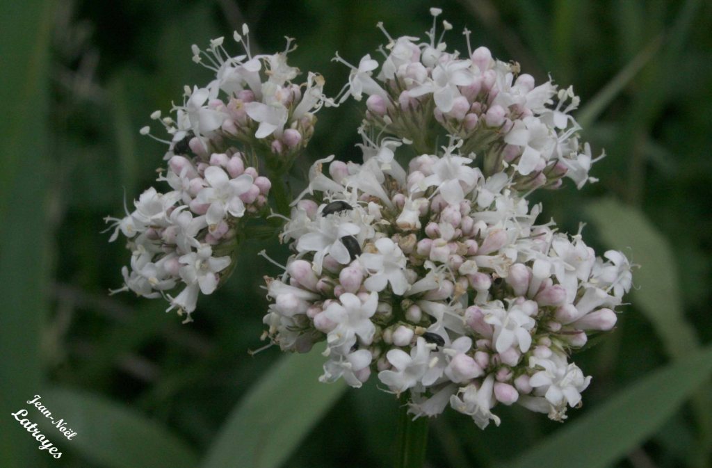 Fleurs de Valériane officinale rampante - Valeriana repens (Host) - Vy-lès-Filain ( Haute-Saône)- hauteur 1.20 m - 01 juin 2022 - Photographie Jean-Noël Latroyes - www.filain-nature.fr