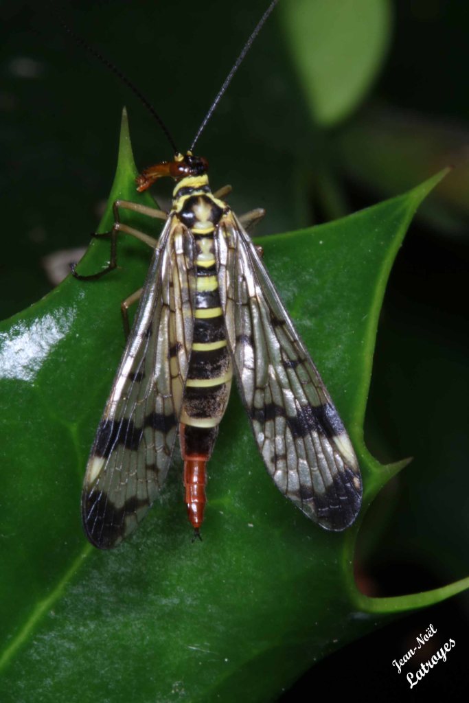 Mouche-scorpion Panorpe communis Filain (Haute-Saône) sur Ilex (houx) - 14 Juin 2022 - Photographie Jean-Noël Latroyes www.filain-nature.fr