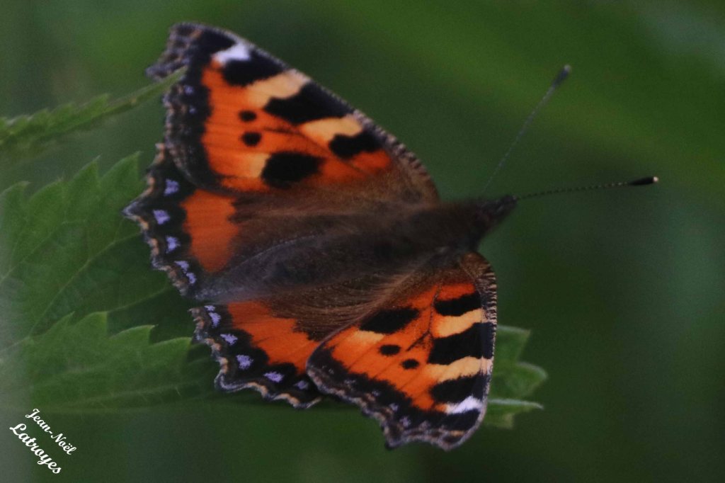Papillon Petite tortue - Aglais urticae - ailes dépliées sur ortie - 28 mai 2022 - Filain (Haute-Saône) Photographie Jean-Noël Latroyes - www.filain-nature.fr