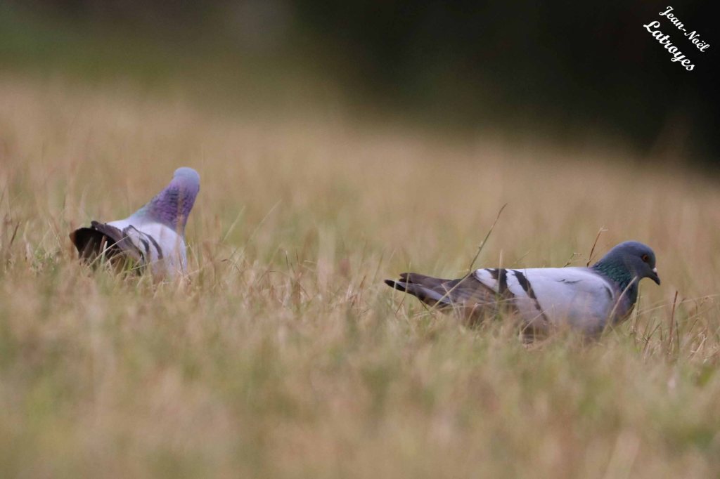 Pigeon biset - Columba livia - Filain (Haute-Saône) -23 juin 2022 -  Photographie Jean-Noël Latroyes - www.filain-nature.fr