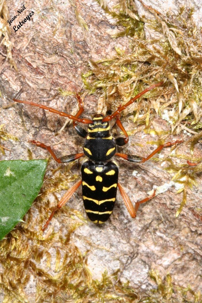Plagionotus arcuatus Linné - Famille des Cerambycidae - Filain - été 2012 - Photographie Jean-Noël Latroyes - www.filain-nature.fr