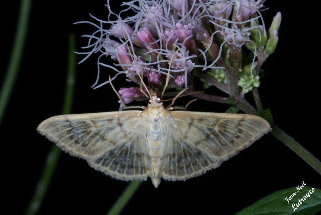Pyrale du houblon - Pleuroptya ruralis sur Eupatorium - Filain (Haute-Saône) -  7 août 2007 vers 23 h 30 - Photographie Jean-Noël Latroyes - www.filain-nature.fr