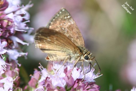 Papillon point-de-Hongrie - ailes dépliées - Erynnis tages - Filain (Haute-Saône) le 08 Juin 2022, vers 15 h 00 - Photographie Jean-Noël Latroyes - www.filain-nature.fr