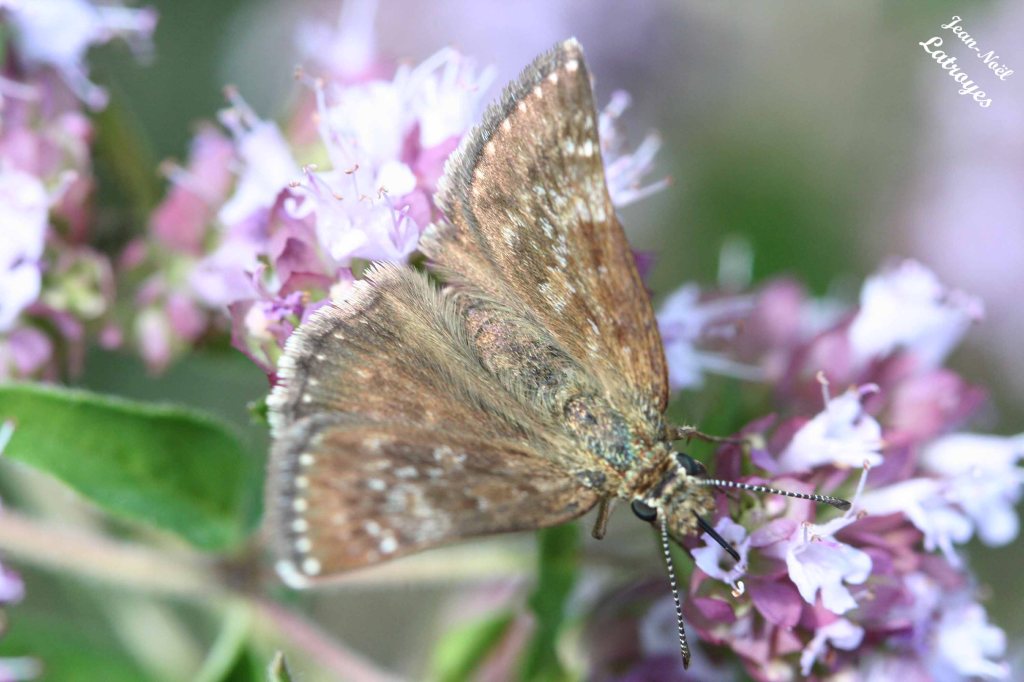 Papillon point-de-Hongrie - ailes dépliées - Erynnis tages - Filain (Haute-Saône) le 08 Juin 2022, vers 15 h 00 - Photographie Jean-Noël Latroyes - www.filain-nature.fr