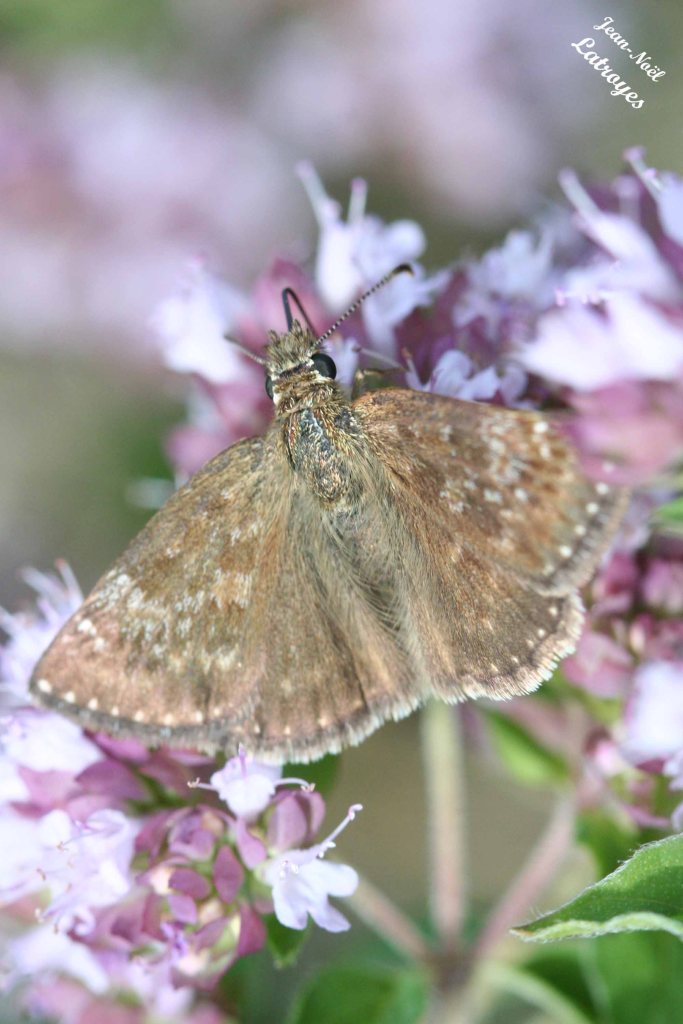 Papillon point-de-Hongrie - ailes dépliées - Erynnis tages - Filain (Haute-Saône) le 08 Juin 2022, vers 15 h 00 - Photographie Jean-Noël Latroyes - www.filain-nature.fr