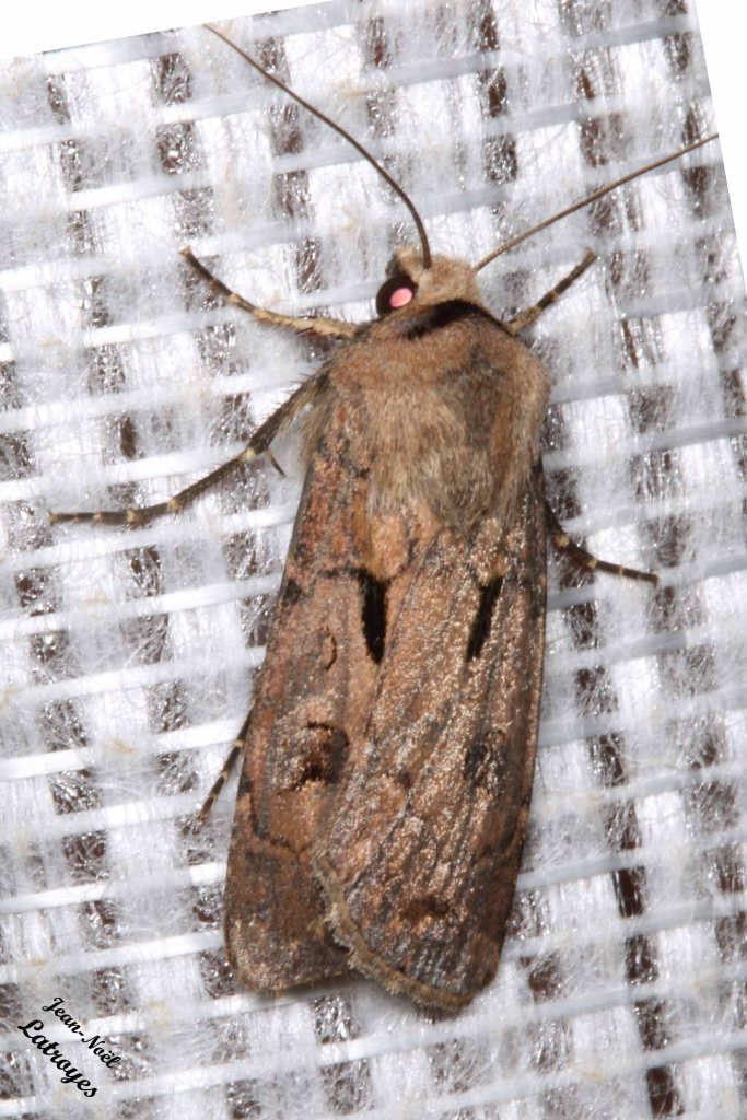 Papillon hétérocère Linné - Double-tache - Point d'exclamation - Agrotis exclamationis Linné - photographie Jean-Noël Latroyes - Soirée du 02 Juin 2022 vers 23h00 - Filain - Haute-Saône - www.filain-nature.fr