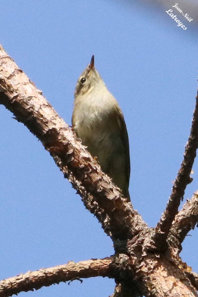 Pouillot véloce - Phylloscopus collybita - Filain (Haute-Saône) - 20 juin 2022 - Photographie Jean-Noël Latroyes www.filain-nature.fr