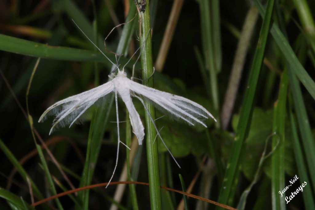 Pterophorus pentadactyla - Filain (Haute-Saône) - 14 Juin 2022 vers 10h00 - Photographie Jean-Noël Latroyes - www.filain-nature.fr